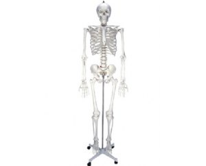 男性人体骨骼模型（180cm）