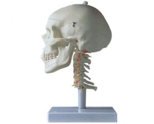 成人头颅骨带颈椎模型