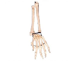 手臂骨带尺骨与挠骨模型