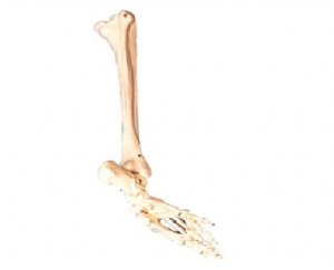 足骨、腓骨与胫骨模型
