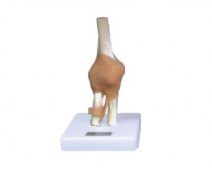 膝关节功能模型（附韧带）