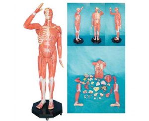 人体全身肌肉附内脏教学模型