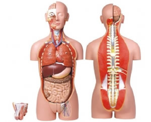男、女两性人体背部开放式半身躯干模型（87cm/27件）