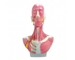 头、面、颈部解剖和颈外动脉配布模型