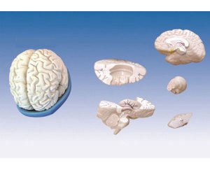 脑解剖模型（5部件）