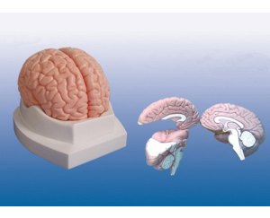 脑解剖模型（3部件）