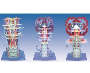 脑干内部结构及传导模型