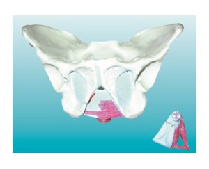 男性骨盆附盆底肌肉模型