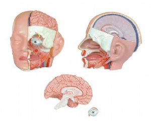 头部解剖模型（4部件）