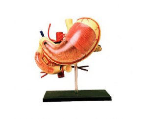 4D胃解剖模型