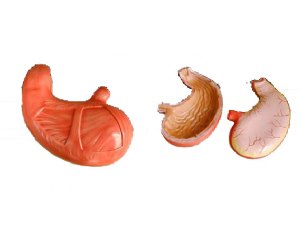 胃解剖模型