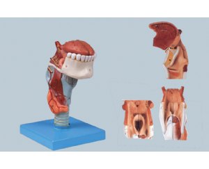 喉连舌、牙模型