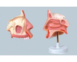 鼻腔放大模型