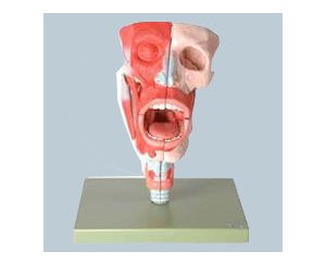 鼻、口、咽、喉腔组合模型