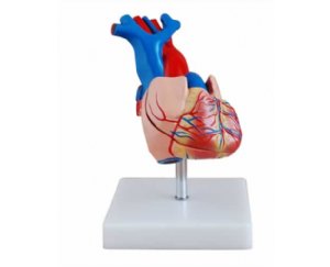 成人心脏解剖教学模型