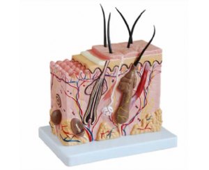 皮肤组织结构放大模型
