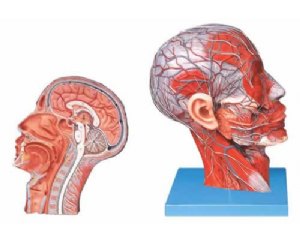 头部正中失状切面附血管神经模型