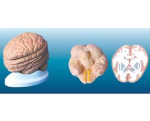 脑水平切面模型