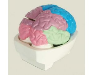 大脑分叶模型
