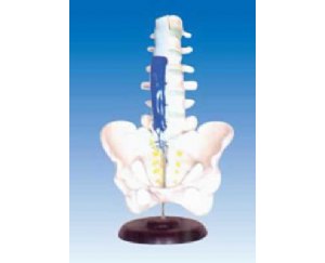 腰骶椎解剖与脊神经关系模型