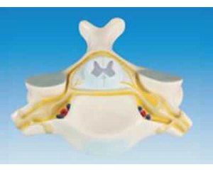 脊髓横断面放大模型