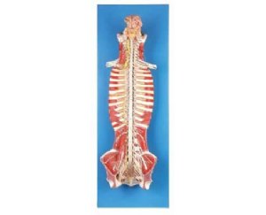 椎管内脊髓与脊神经模型