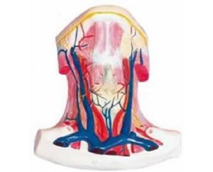 颈前肌局解模型