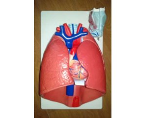 喉、心、肺（呼吸系统）模型