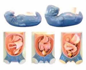 消化、呼吸、泌尿生殖、体腔的发生解剖示教模型