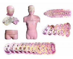 人体男女性头颈部横断断层解剖模型
