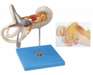 内耳迷路放大模型