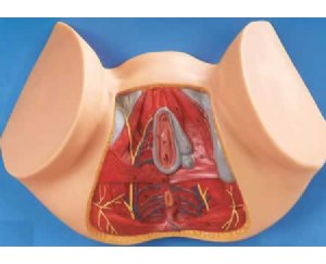 女性会阴解剖模型