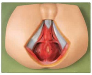 男性会阴解剖模型
