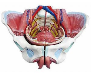 女性骨盆附生殖器官与血管神经模型