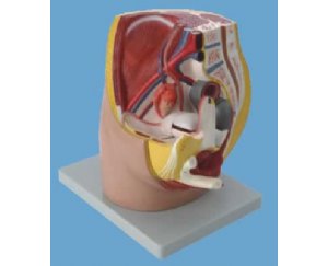 女性盆腔正中矢状切面模型 （1件缩小型）