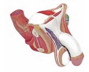 男性内外生殖器模型