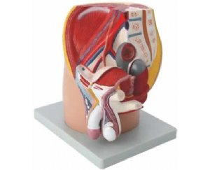 男性盆腔正中矢状切面模型（1件缩小型）