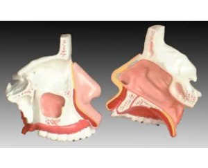 鼻骨放大模型
